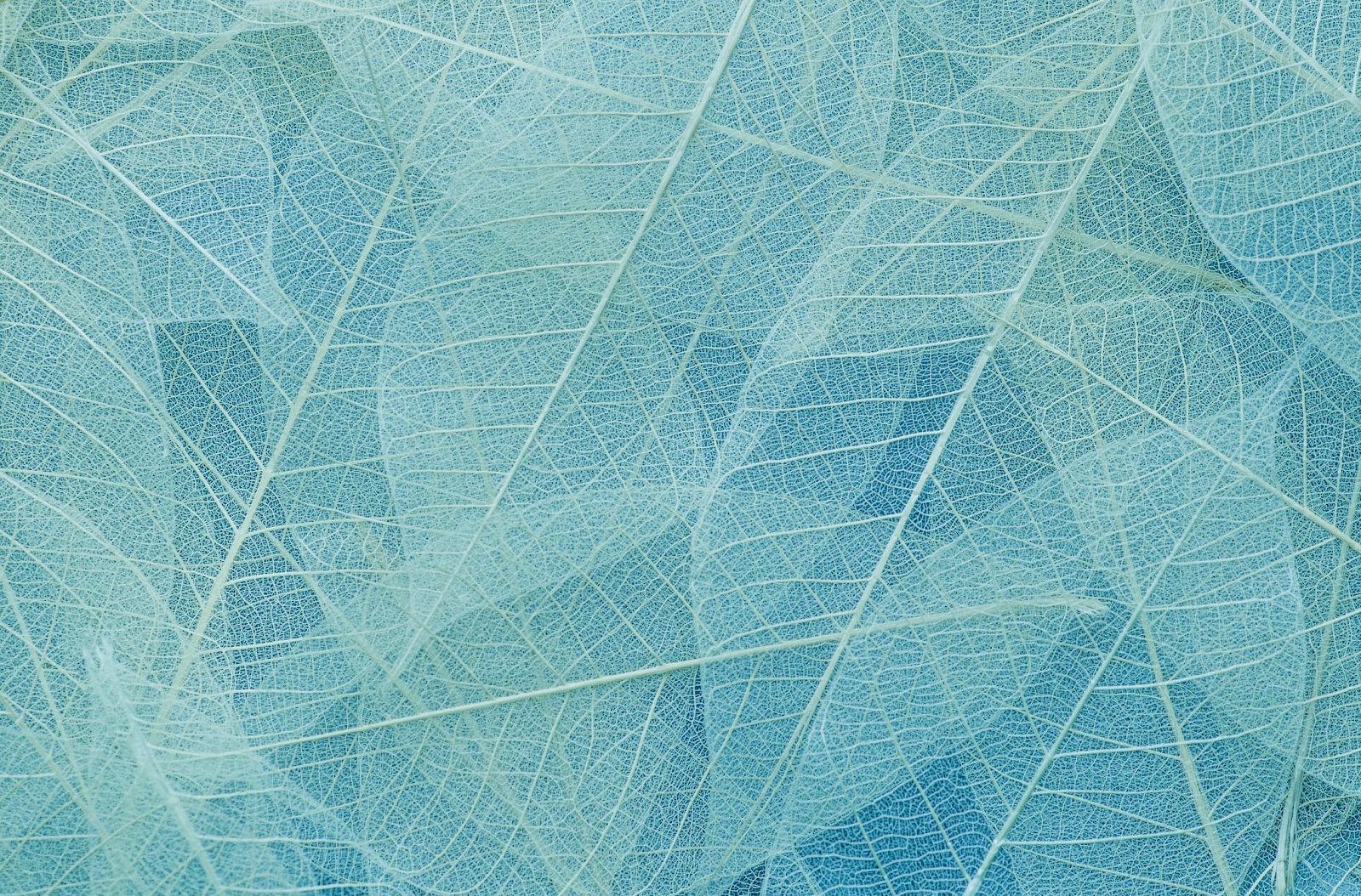 Delicate, translucent, blue-tinted leaf skeletons overlapping, showcasing intricate vein patterns against a soft background.